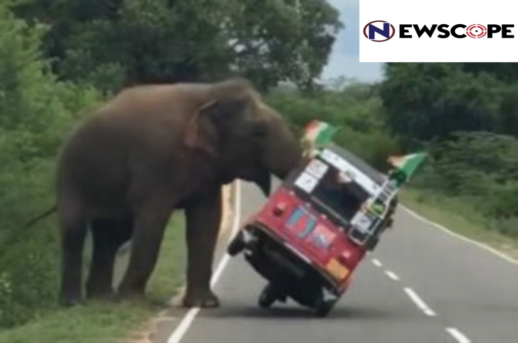 Instead of restoring habitats,Kerala government seeks to amend wildlife act to allow ‘controlled’ killing of animals
