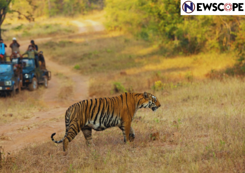 50% of tiger deaths happen to “tigers outside tiger reserves” – a new project taken up by government for better conservation