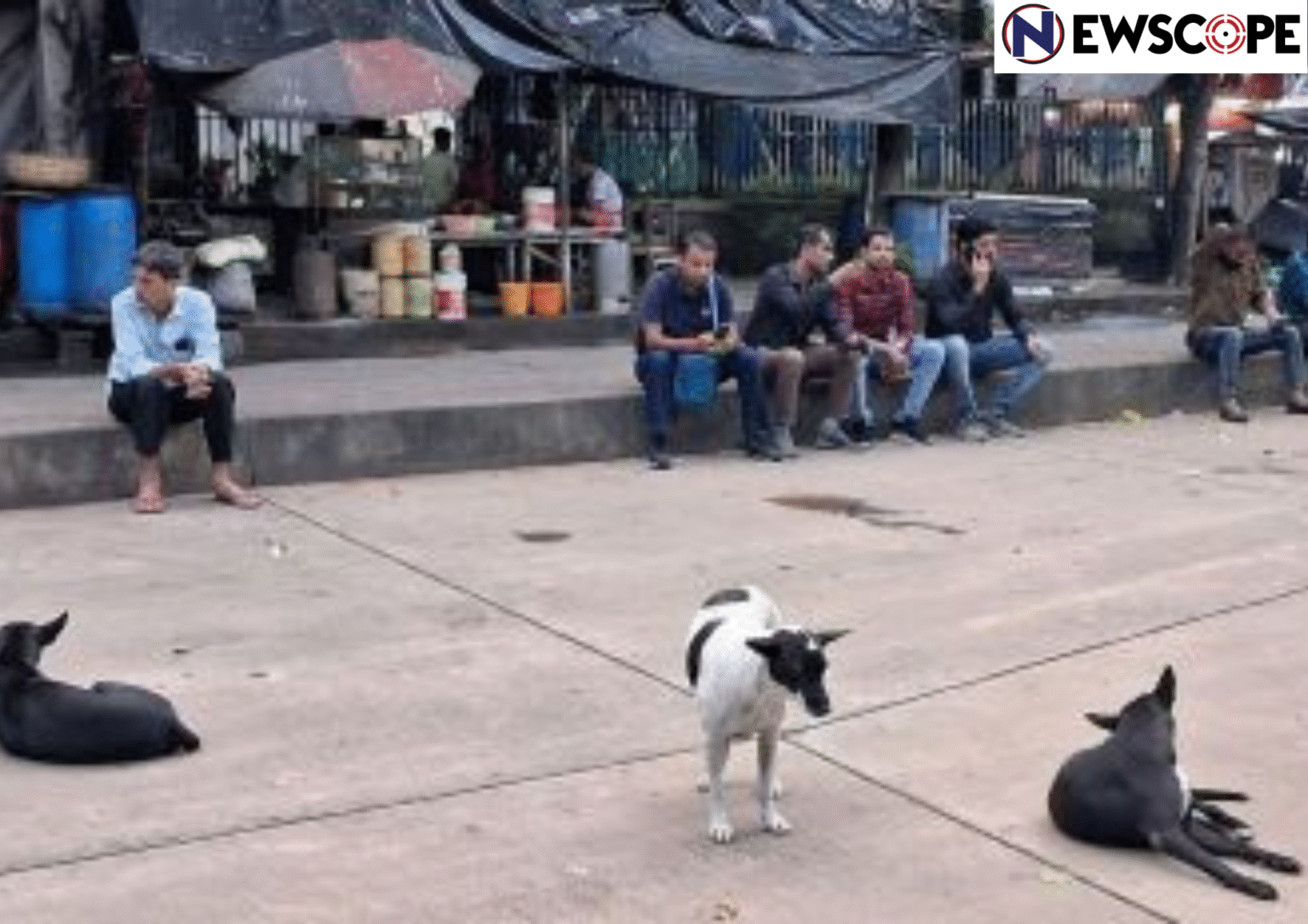 “We can sterilise only 30 dogs a day”- CMC struggles with limited resources to maintain man-dog relations in city