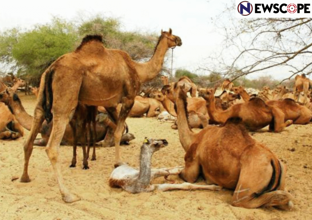 Sharp fall in Indian camel population : Government takes steps to sustain the ‘lifeline of deserts’