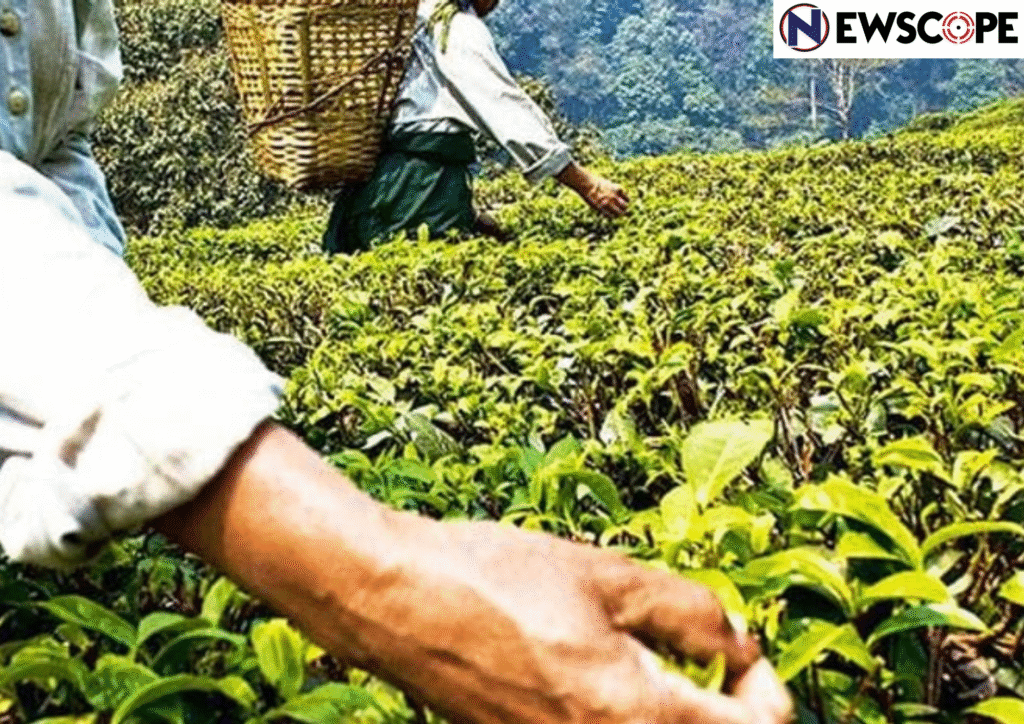 25% of crops of North Bengal tea gardens lost in recent floods